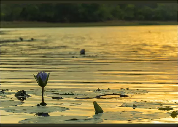 waterlily s. Mazvikadei Lake, Mashonaland North, Zimbabwe