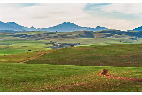Newly planted wheat lands of the Western Cape Province