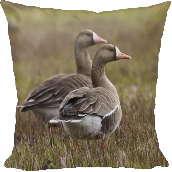 Greater white-fronted geese (Anser albifrons), Oregon, USA