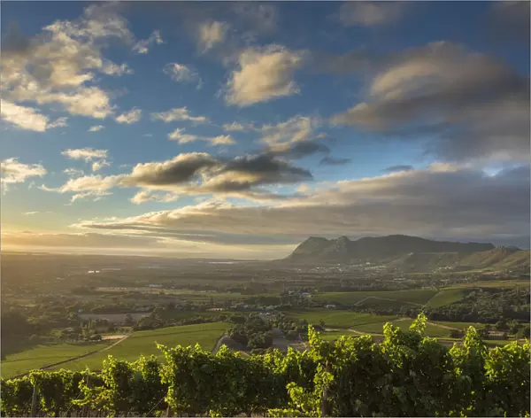 Overlooking False Bay from Klein Constantia, Cape Town. RSA