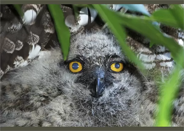 A juvenile Spotted Eagle Owl, Bubo africanus; hiding under a bush near the nest