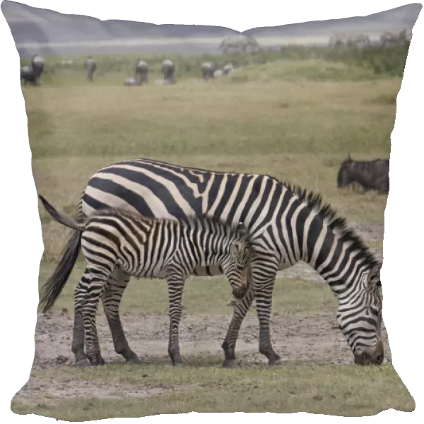 Plains or common zebras (Equus quagga) grazing in crater, Ngorongoro Crater, Tanzania