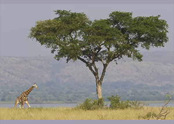 Rothschilds giraffe, Giraffa camelopardalis rothschildi, Murchison Falls National Park, Uganda