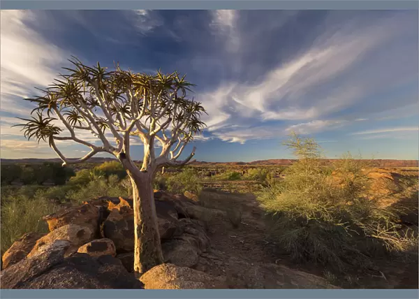 Quiver tree on dry earth against blue sky - Augrabies Waterfalls, South Africa