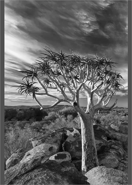Quiver tree on dry earth against blue sky with clouds - Augrabies Waterfall, South Africa