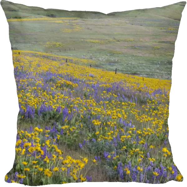 Fields of lupine and Arrow Leaf Balsamroot (Balsamorhiza sagittata), Dalles Mountain Ranch State Park, Washington State, USA