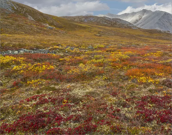 Multi colored meadow in Gates of Arctic National Preserve, Alaska, USA