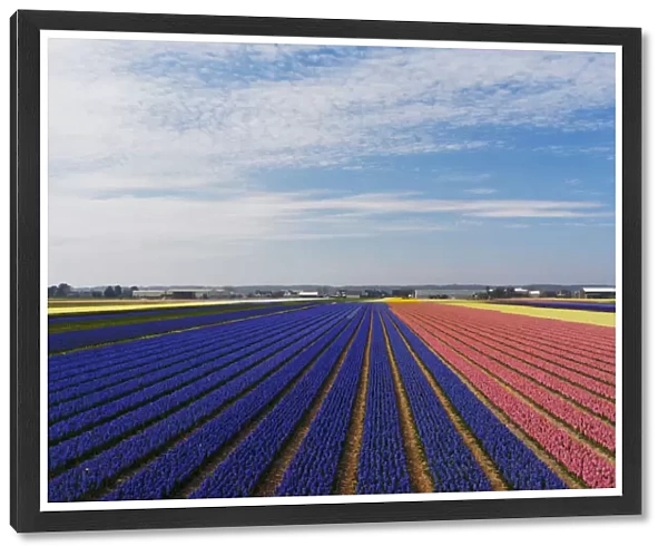 Multicolored hyacinths (Hyacinthus) fields, Lisse, South Holland, Netherlands