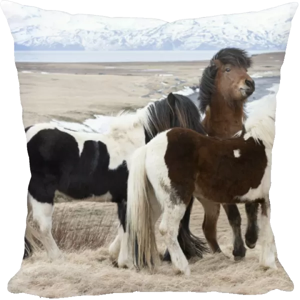 Icelandic horses with thick manes and coats protecting from cold, Akureyri, North Iceland, Iceland