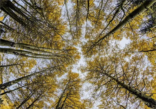Low angle fisheye view upward of aspen trees (Populus Tremuloides) in fall, Uncompahgre National Forest, Colorado, USA