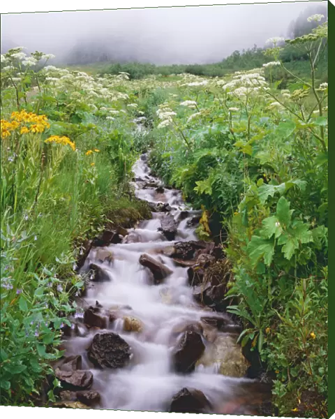 Stream flows down hillside, Rocky Mountains, Colorado, USA