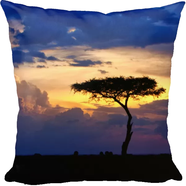 Single tree on savannah at sunset, Msai Mara National Reserve, Kenya