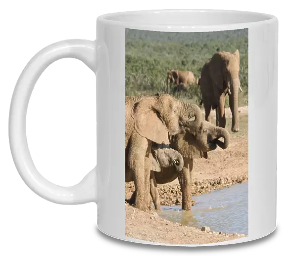 addo, african bush elephant, african elephant, animal family, animal themes, bull