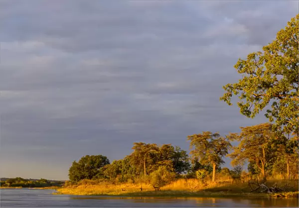 Zambezi River view and small waterbuck (Kobus ellipsiprymnus) herd. Victoria Falls. Zambia