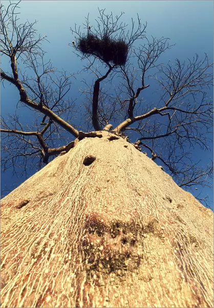 Vertical viewpoint of a Boabab tree - Mussina South Africa