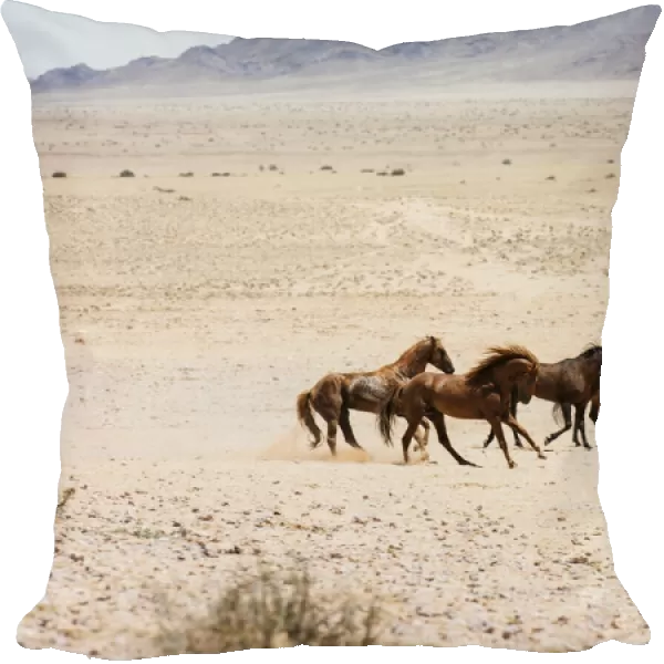 Wild Feral Horses of the Namib Desert near Garub, Namibia