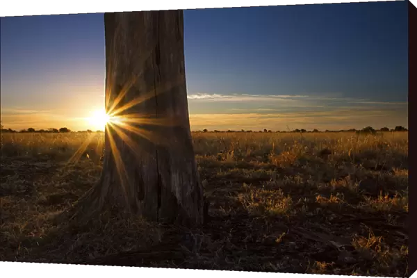 Landscape photo of a colourful sunset over a dead tree in the Kalahari. Kgalagadi Transfrontier Park, Southern Africa