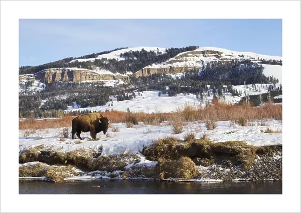 Bison Bull (Bison bison) on Late Winter in Lamar Valley, Wyoming, USA