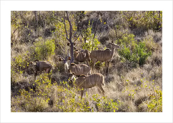 Greater Kudu, Mabalingwe reserve, Limpopo, South Africa