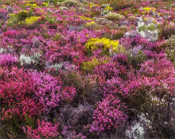 fynbos, bio-diversity, floral kingdom, indigenous, heather, shrubs, mountains cape