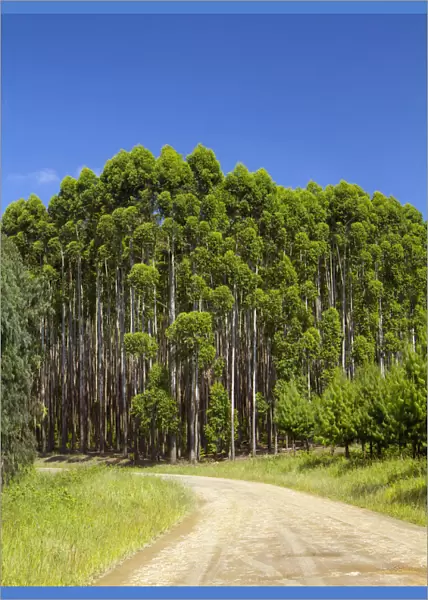 beauty in nature, blue sky, color image, colour image, day, forest, howick, karkloof road