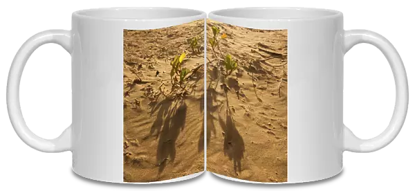 beach morning glory, beach sand, beauty in nature, brown, color image, colour image