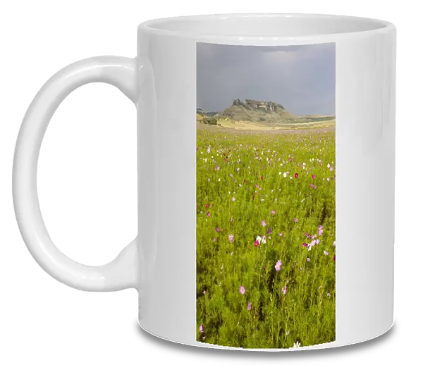 beauty in nature, blossom, cosmos flower, day, free state province, idyllic, landscape