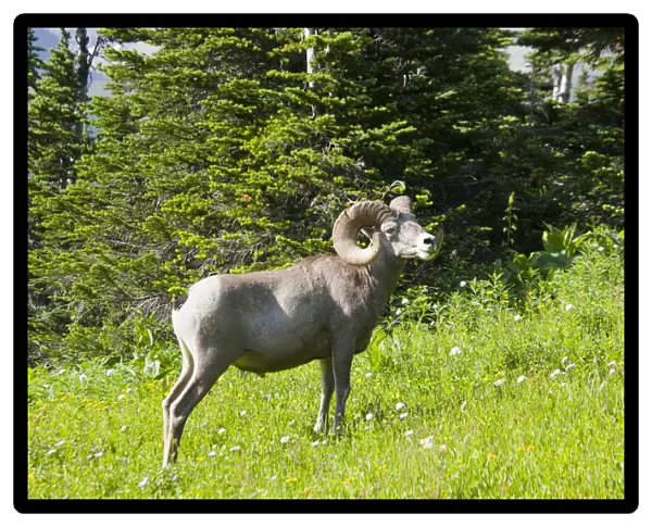 animals in the wild, bighorn sheep, color image, day, full length, grass, horizontal