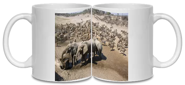 animal themes, boteti river, botswana, color image, day, drinking, elephants, elevated view