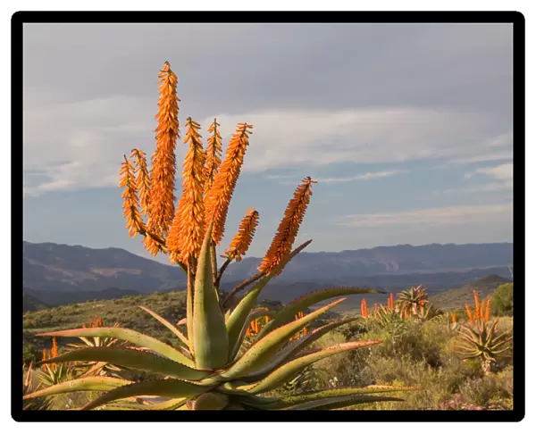 aloes, beauty in nature, botany, breederivier valley, color image, day, flora, horizon over land