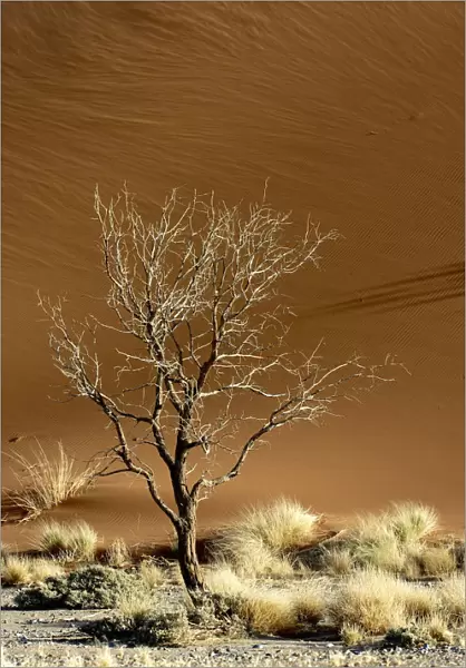 Acacia Tree, Arid Climate, Arid Landscape, Desert, Extreme Terrain, Generic Location