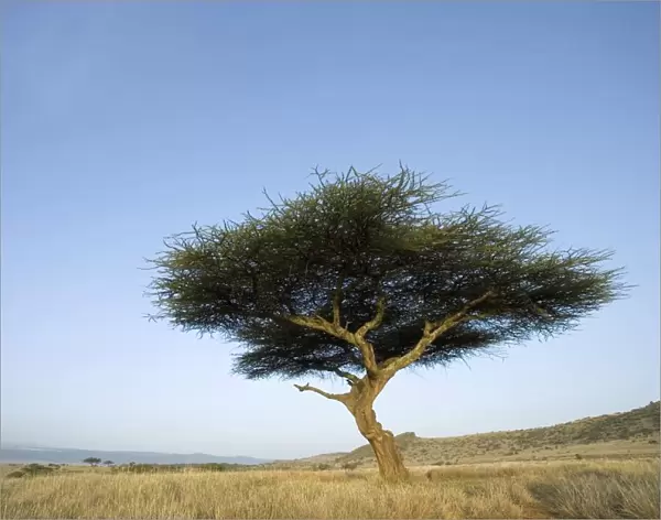 Single Large Acacia (Acacia tortilis) with Scenic Background