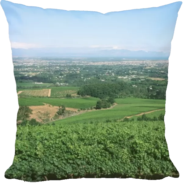 View Over Klein Contantia Vineyards