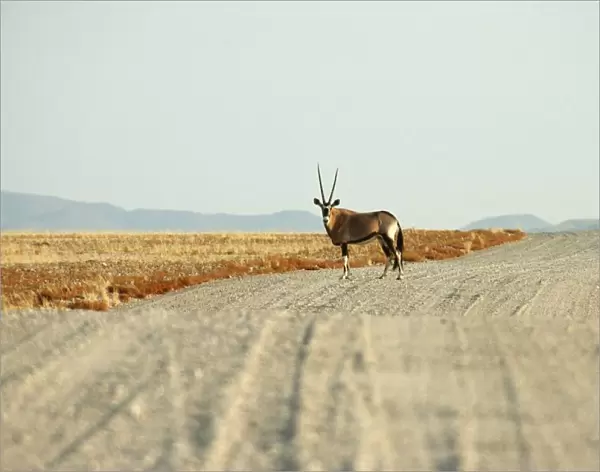 Lone Gemsbok (Oryx gazella) in Centre of Gravel Road