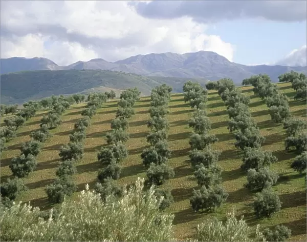 Rows of Young Trees on the Hillside