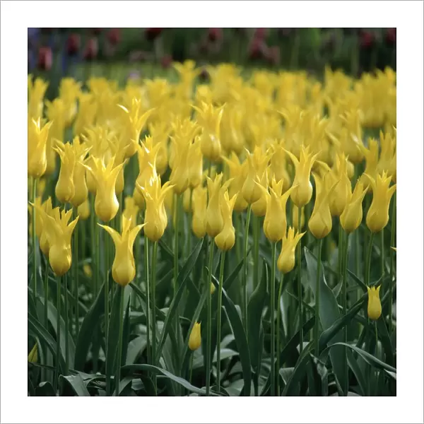 Bright Yellow Flowers at Keukenhof Gardens