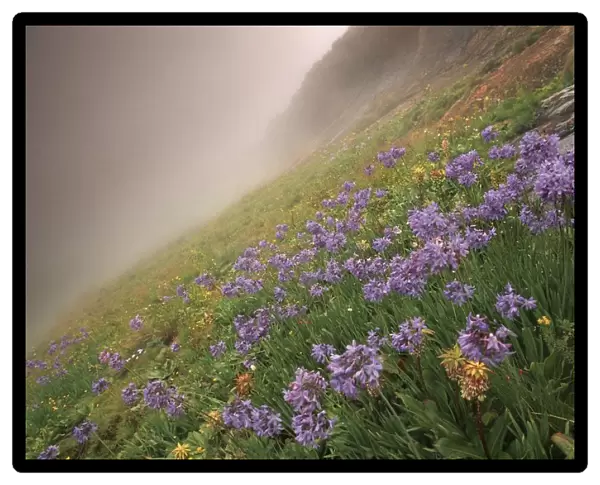 Misty Field of Purple Agapanthus