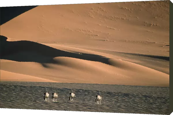 Herd of Gemsbok (Oryx gazella) Walking on Dry Desert Plain