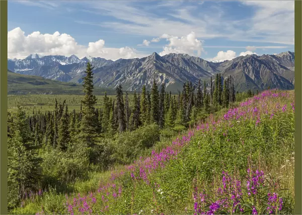 Landscape with Chugach Mountains, Alaska, USA