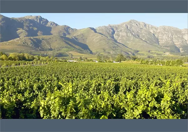 Vineyard and Mountain Landscape Scene