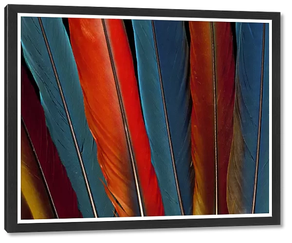 Extreme close-up of Scarlet Macaw (Ara macao) tail feathers