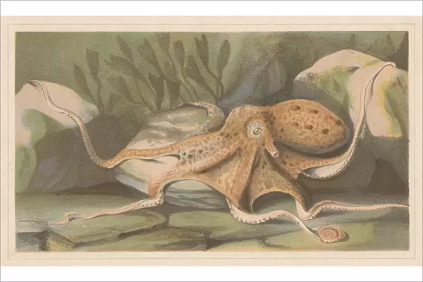 Octopus, lithograph, published in 1868