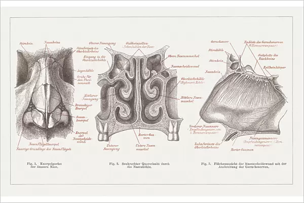 Anatomy of the human nose, lithograph, published in 1877
