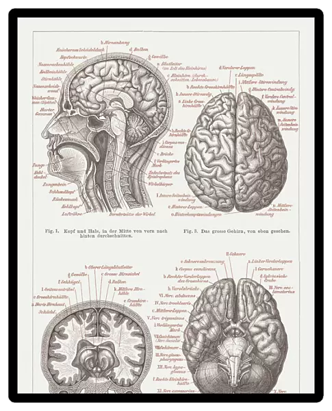 Anatomy of the human brain, lithograph, published in 1876