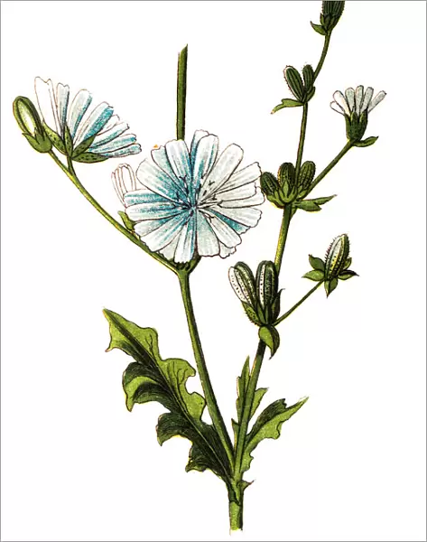 Common chicory, Cichorium intybus