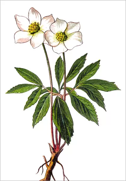 Helleborus niger, commonly called Christmas rose or black hellebore