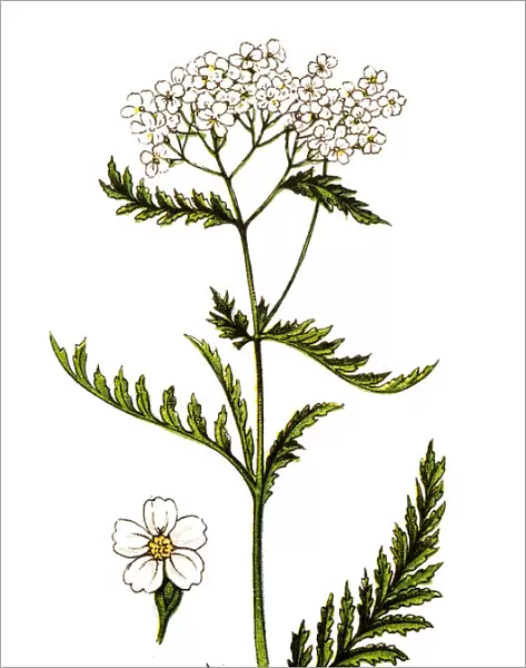 Achillea millefolium, commonly known as yarrow or common yarrow