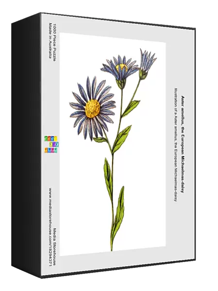 Aster amellus, the European Michaelmas-daisy