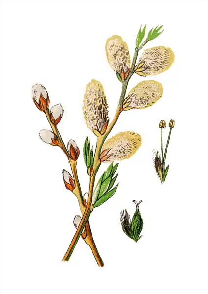 Salix viminalis, the basket willow, common osier or osier