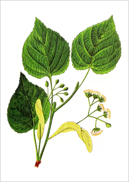 Tilia cordata (small-leaved lime, littleleaf linden, small-leaved linden)